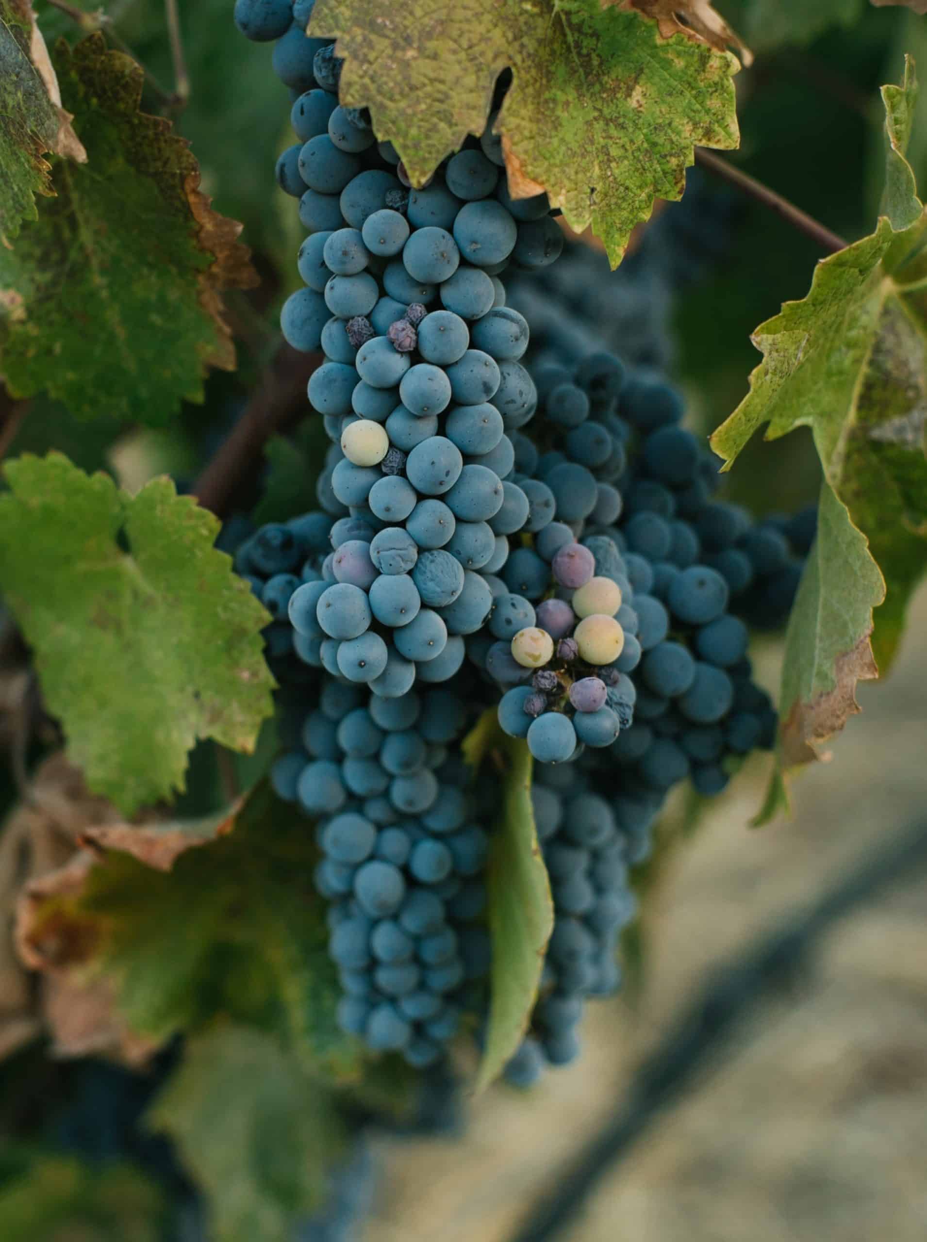 Grape